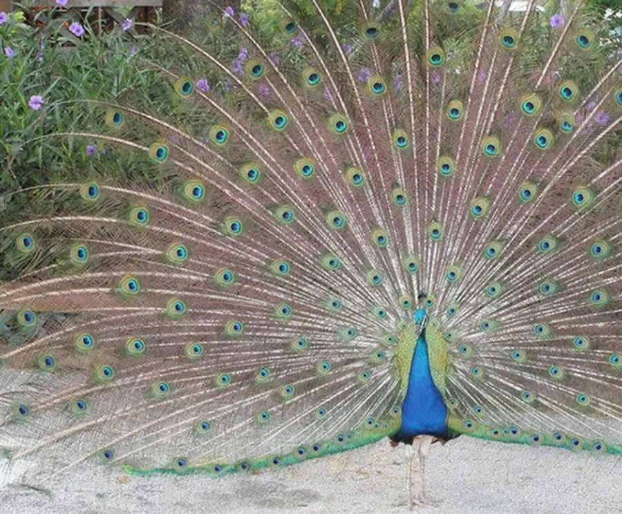 Peacock at Sawgrass Recreation Park Everglades Airboat Tour