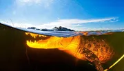 The image shows a split-level view of a crocodile submerged underwater, with its jagged teeth visible, against a backdrop of a clear sky and mountains above the surface.