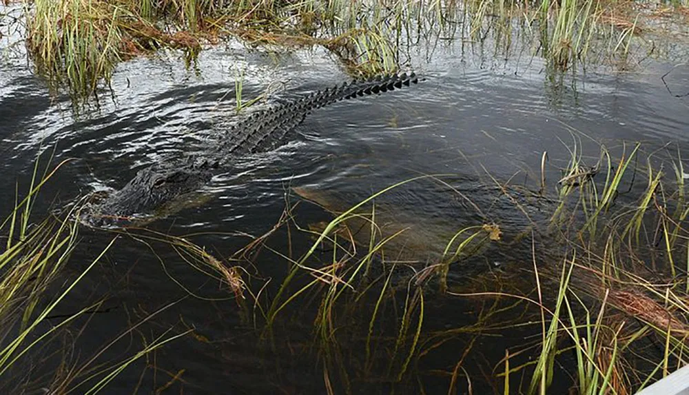 An alligator is swimming in murky water among reeds