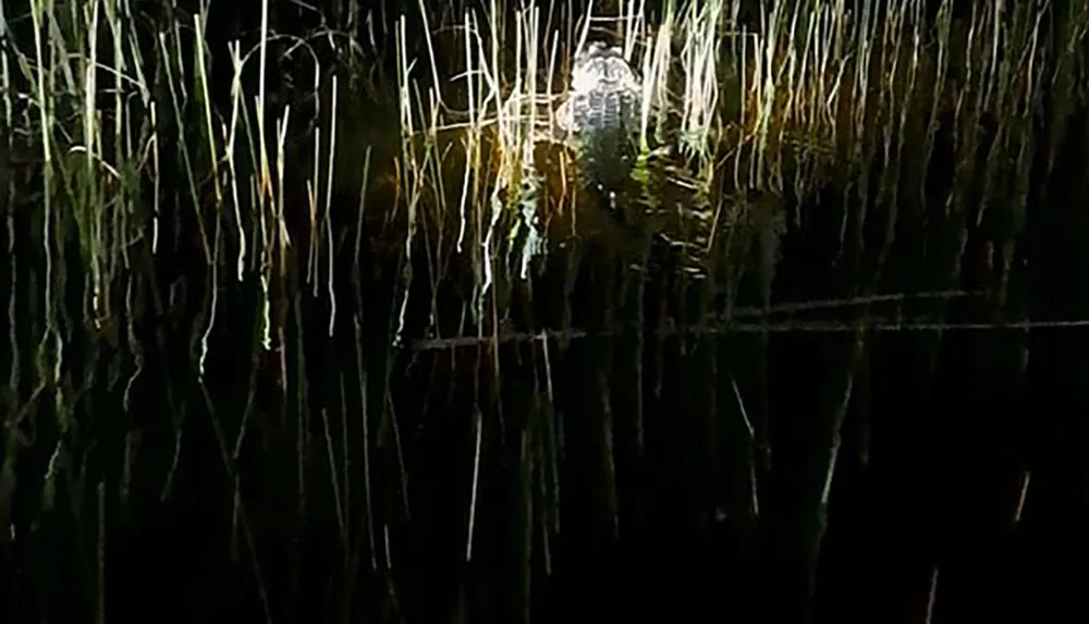 The image appears to show a murky pond at night reflecting light amidst dark reeds and vegetation