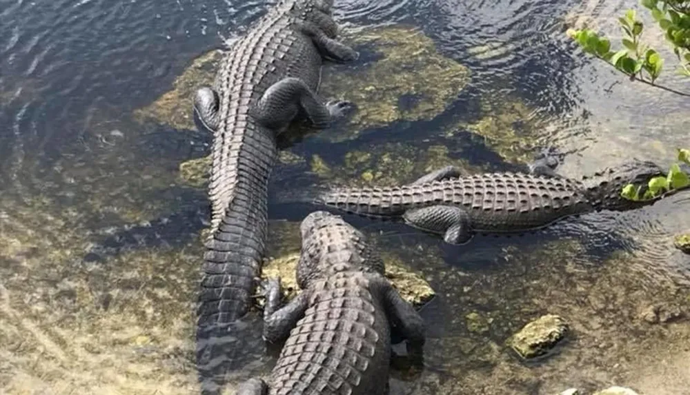 Three alligators are sunbathing on a rocky riverbank