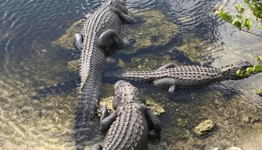 Three alligators are sunbathing on a rocky riverbank.