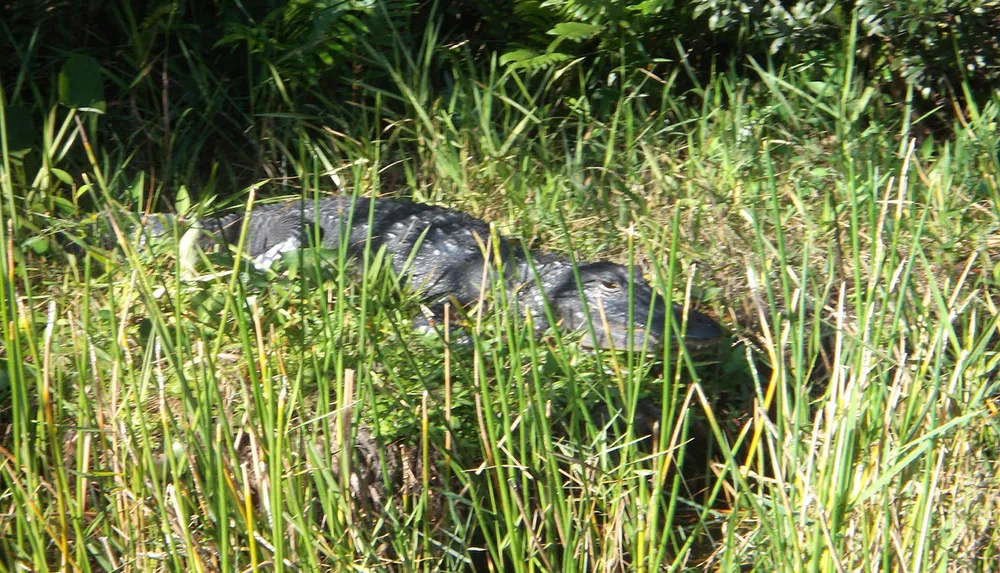 An alligator is partially camouflaged among long grasses in a natural setting