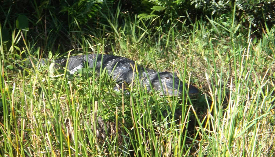 An alligator is partially camouflaged among long grasses in a natural setting.