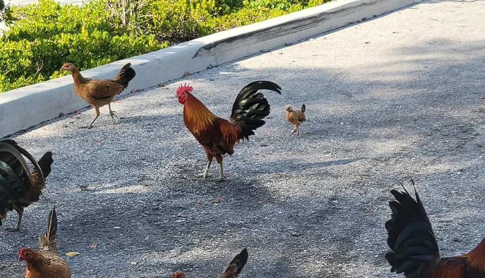 A group of chickens and a rooster are casually wandering on a paved area surrounded by greenery