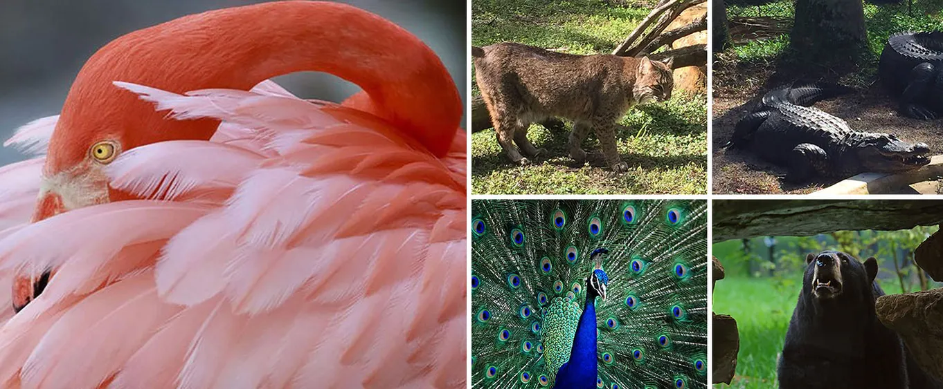 General Admission to Flamingo Gardens Admission in Fort Lauderdale