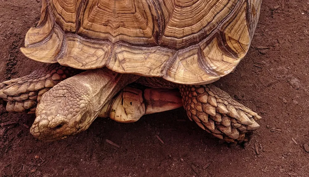 The image shows a close-up view of a large tortoise with a prominent textured shell and sturdy limbs standing on the ground