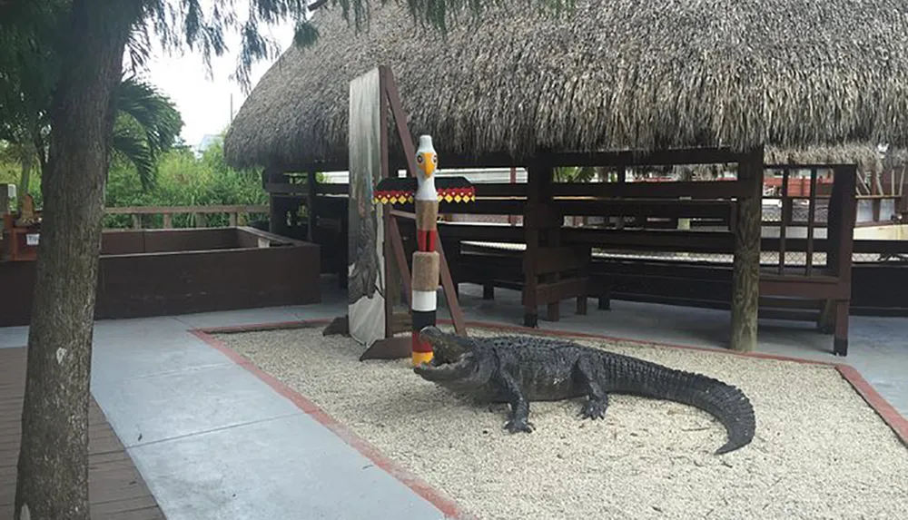 The image shows an alligator on a gravel-covered ground with a colorful wooden totem pole and a thatched-roof structure in the background