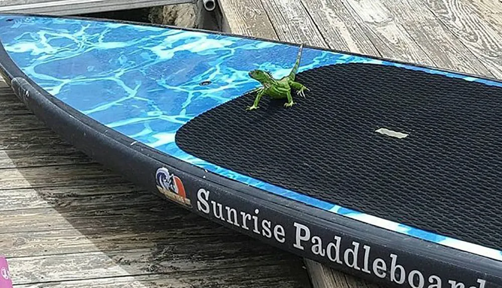 A green iguana is perched at the end of a paddleboard with a blue water-effect design on a wooden deck