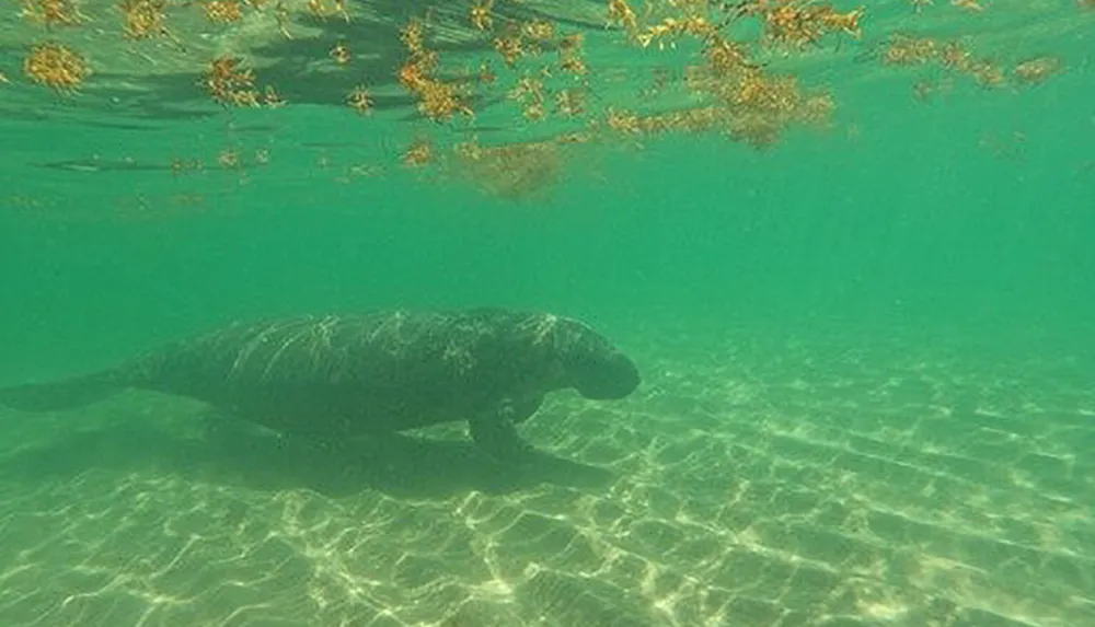 A manatee swims serenely under water near the surface where sargassum seaweed floats casting dappled sunlight onto the sandy ocean floor