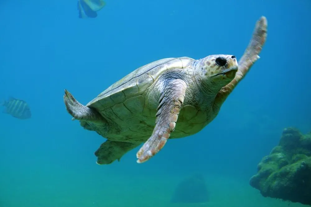 A sea turtle is swimming gracefully underwater with fish visible in the background and a slight view of the sea floor