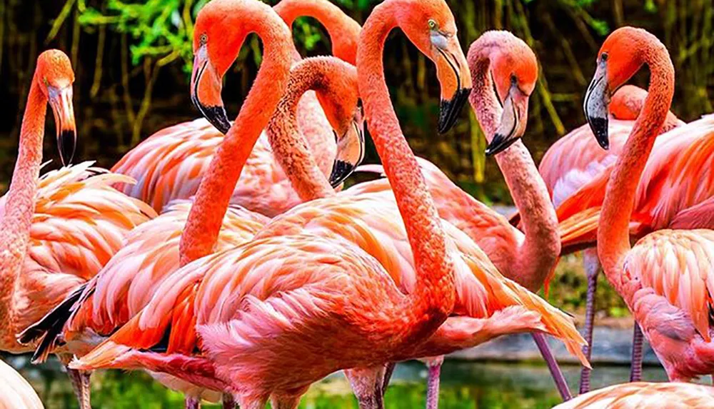 A group of vibrant pink flamingos is standing closely together some with their necks curved and beaks tucked amongst their plumage