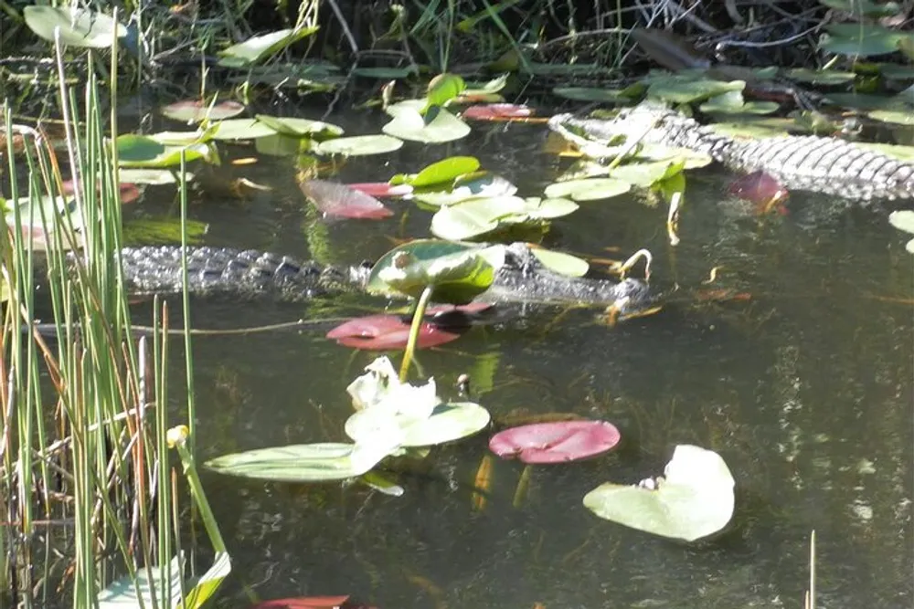 An alligator is partially submerged in a waterway amidst vegetation and lily pads