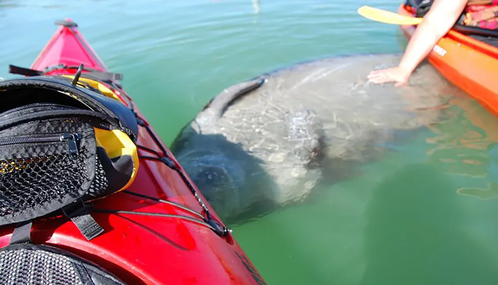 A person in a kayak is gently touching a manatee in clear water