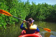 A person is kayaking through a mangrove forest under a clear sky.