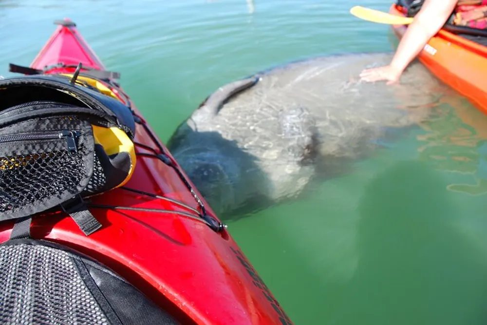 A person in an orange kayak is touching a manatee next to a red kayak in clear water