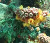 The image shows a cluster of colorful sea anemones with tentacles extended attached to an underwater surface exhibiting the biodiversity of marine life