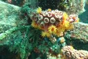 The image shows a cluster of colorful sea anemones with tentacles extended, attached to an underwater surface, exhibiting the biodiversity of marine life.