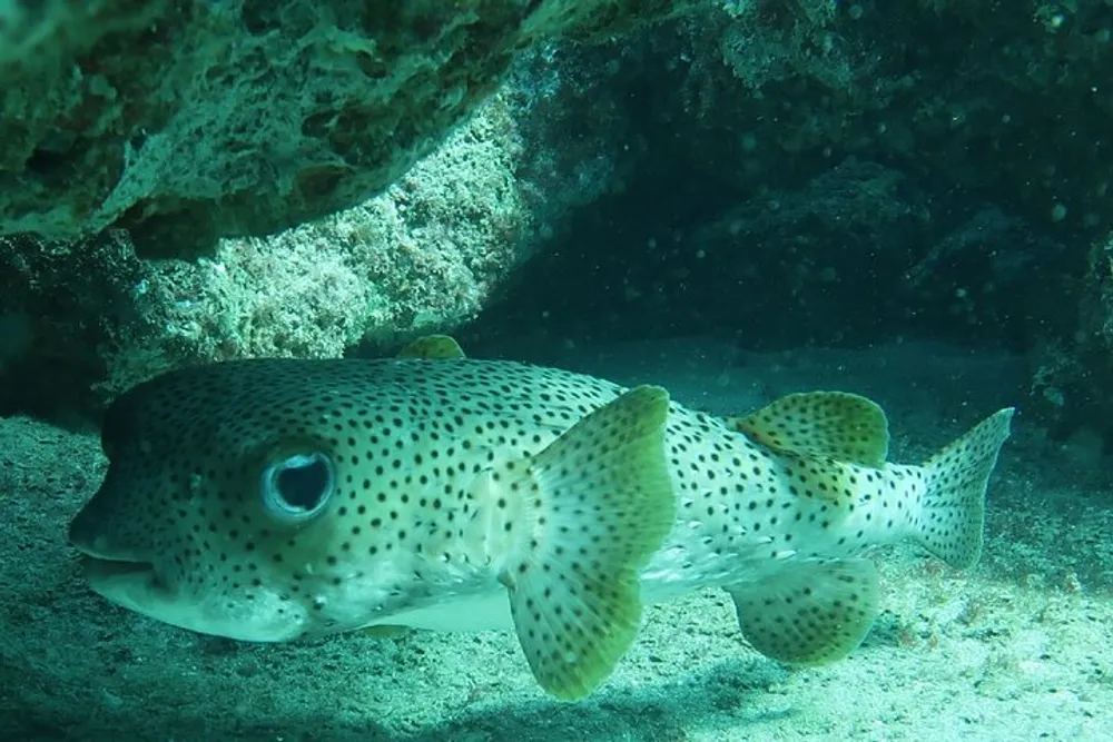 A spotted pufferfish is swimming near the ocean floor beneath an overhanging rock