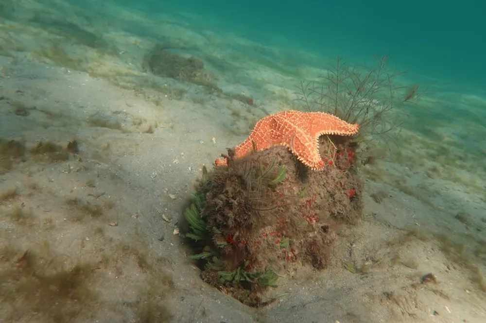 A vibrant orange starfish rests on a bed of marine flora at the sandy bottom of a shallow body of water