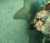 The image shows a cluster of colorful sea anemones with tentacles extended attached to an underwater surface exhibiting the biodiversity of marine life