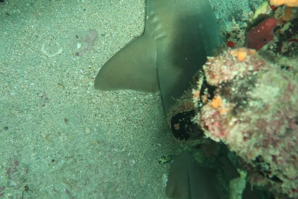 A shark is swimming close to the sandy sea floor next to a coral-covered rock
