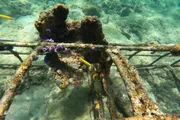 This is an underwater image showing colorful fish swimming near a coral-covered structure with rusted bars, possibly a man-made object that has become part of the reef ecosystem.