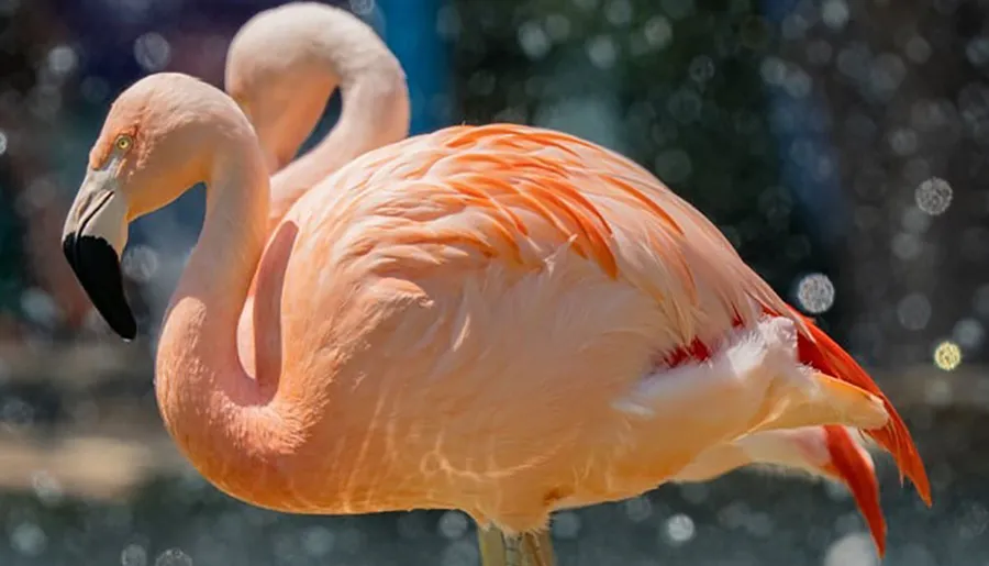 A close-up of a vibrant pink flamingo against a bokeh background.
