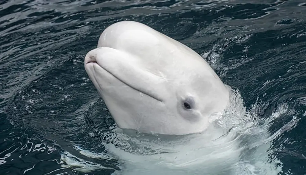 A beluga whale is surfacing the water showing its distinctive white color and rounded forehead