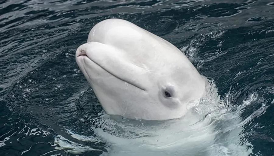 A beluga whale is surfacing the water, showing its distinctive white color and rounded forehead.