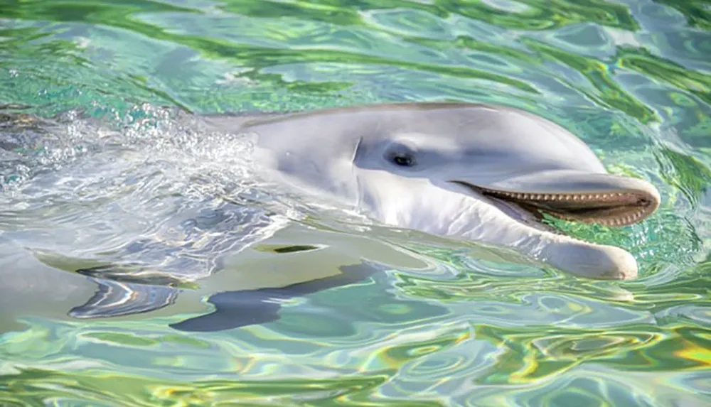 A dolphin is playfully peeking above the waters surface