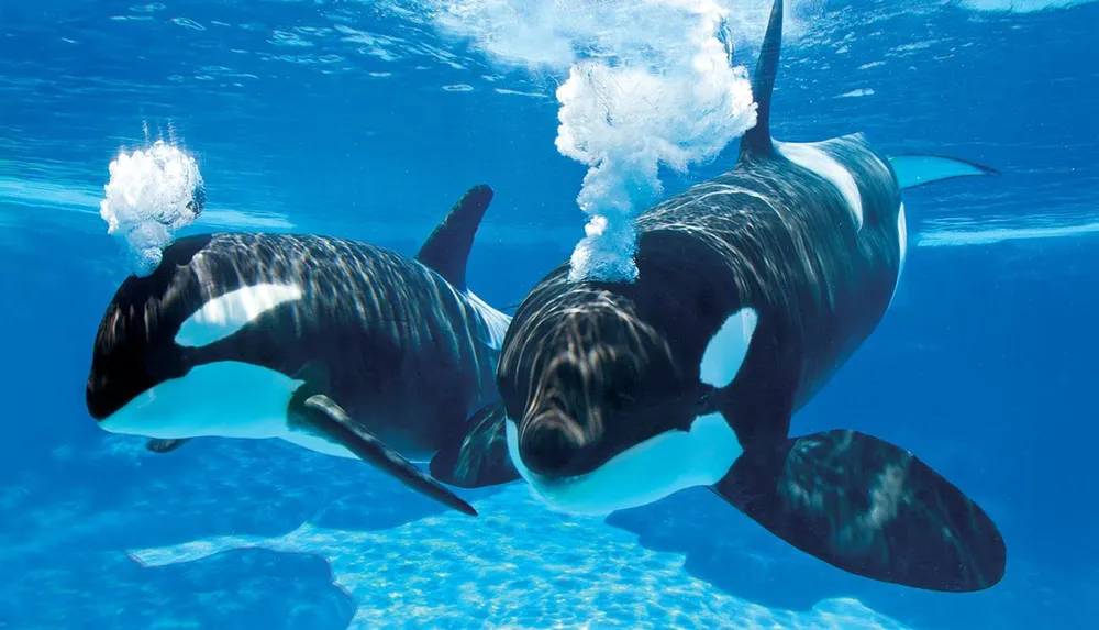 Two orcas are swimming in clear blue water with one expelling air through its blowhole