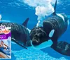 This is a promotional image for SeaWorlds Spooktacular event featuring an orca swimming underwater and an inset picture of two people on a roller coaster