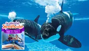 This is a promotional image for SeaWorld's