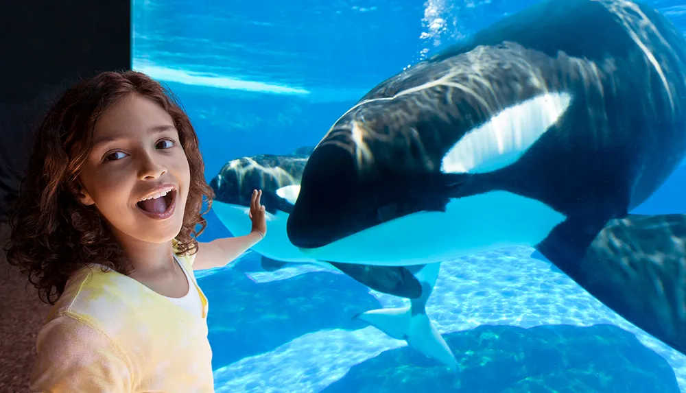 A young girl excitedly interacts with an orca through an aquarium glass