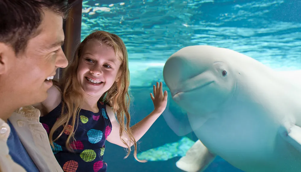 A man and a young girl joyfully observe a beluga whale through an aquarium window