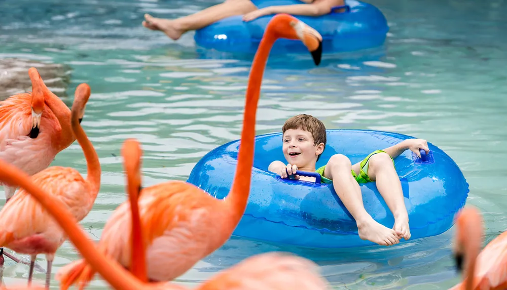 A boy with a joyful expression is floating in a blue inner tube surrounded by flamingos in a pool
