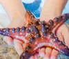 Children are gently touching and interacting with a fish in a touch tank at an aquarium