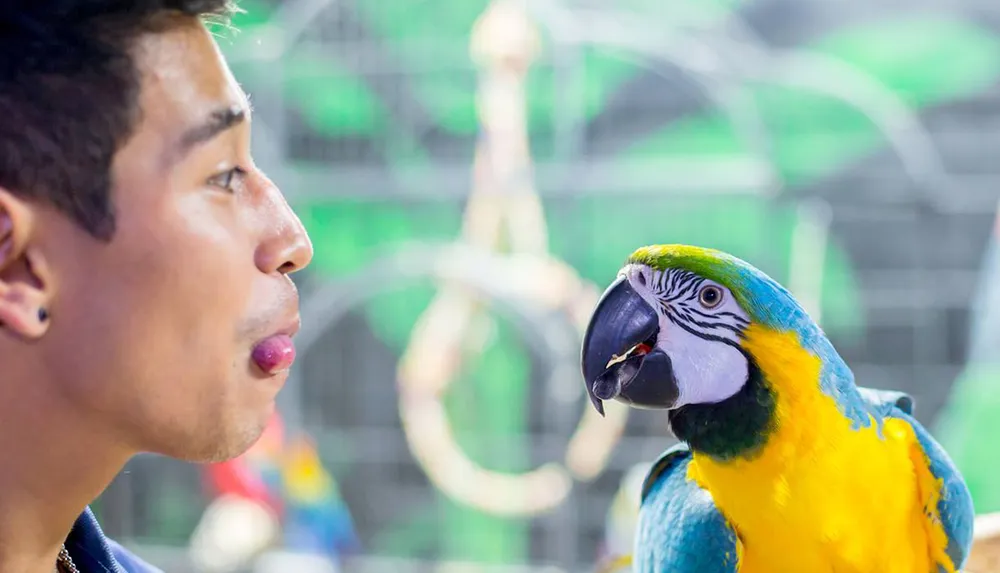 Parrot