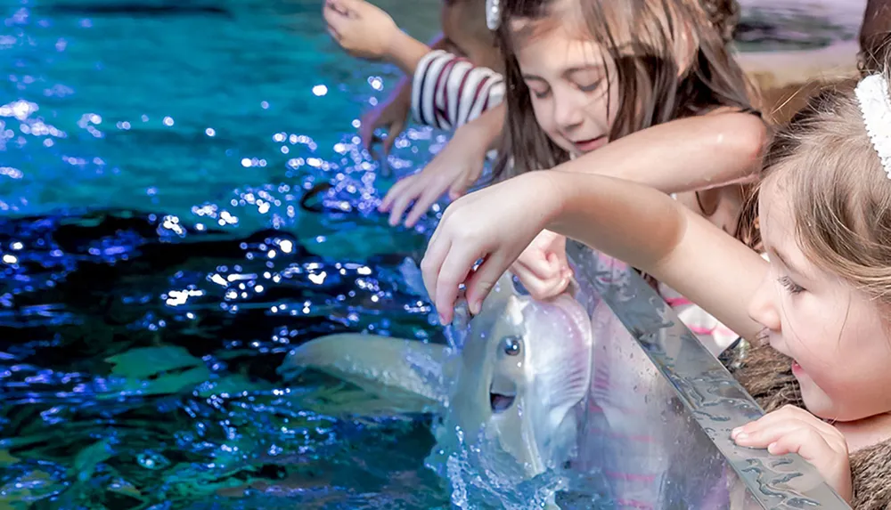 Children are gently touching and interacting with a fish in a touch tank at an aquarium