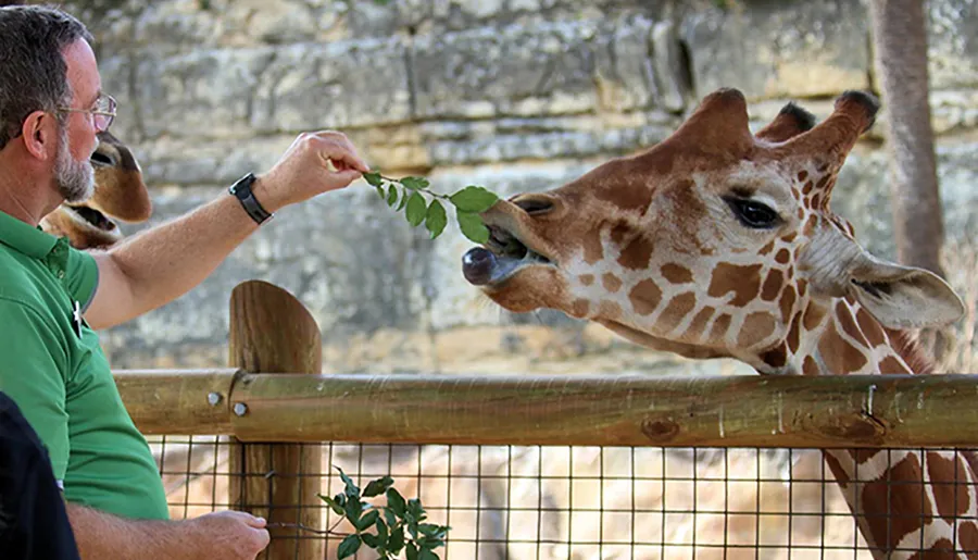 A man is feeding a giraffe some leaves over a wooden fence.