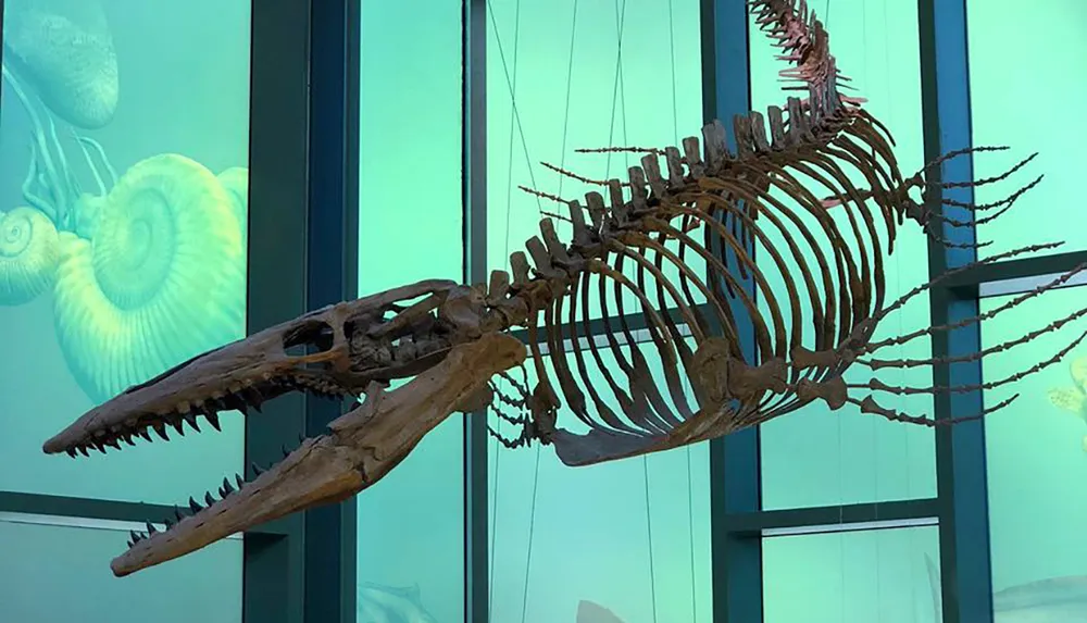 The image shows a suspended skeletal display of a large marine reptile possibly a prehistoric ichthyosaur or a similar creature set against a backdrop with illustrations of ancient marine life