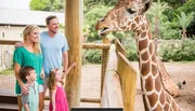 A family is happily observing a giraffe at a zoo or wildlife park.
