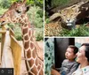 A family is happily observing a giraffe at a zoo or wildlife park