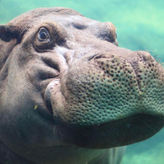 San Antonio Zoo Flexible Any-Day Entry Ticket