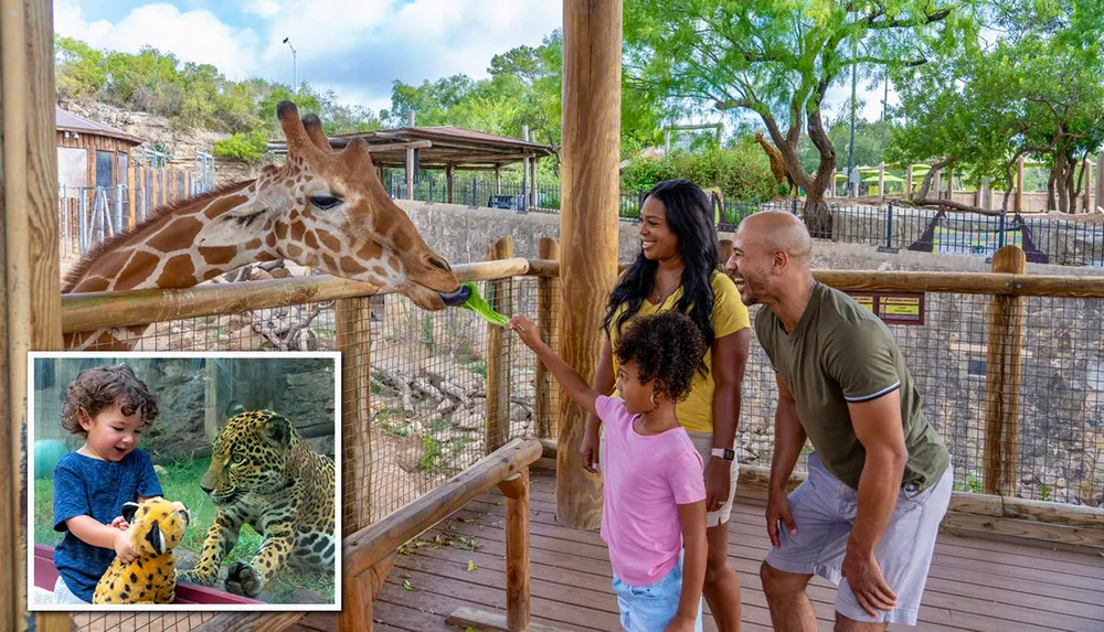A family is happily observing a giraffe at a zoo or wildlife park