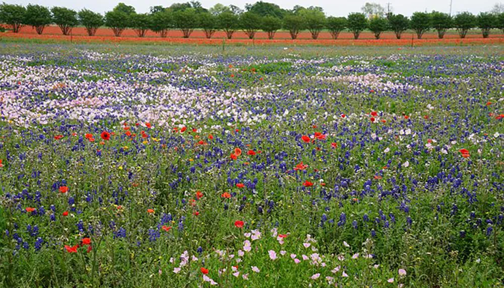 A vibrant field flourishing with a mix of bluebonnets red poppies and other wildflowers under an overcast sky