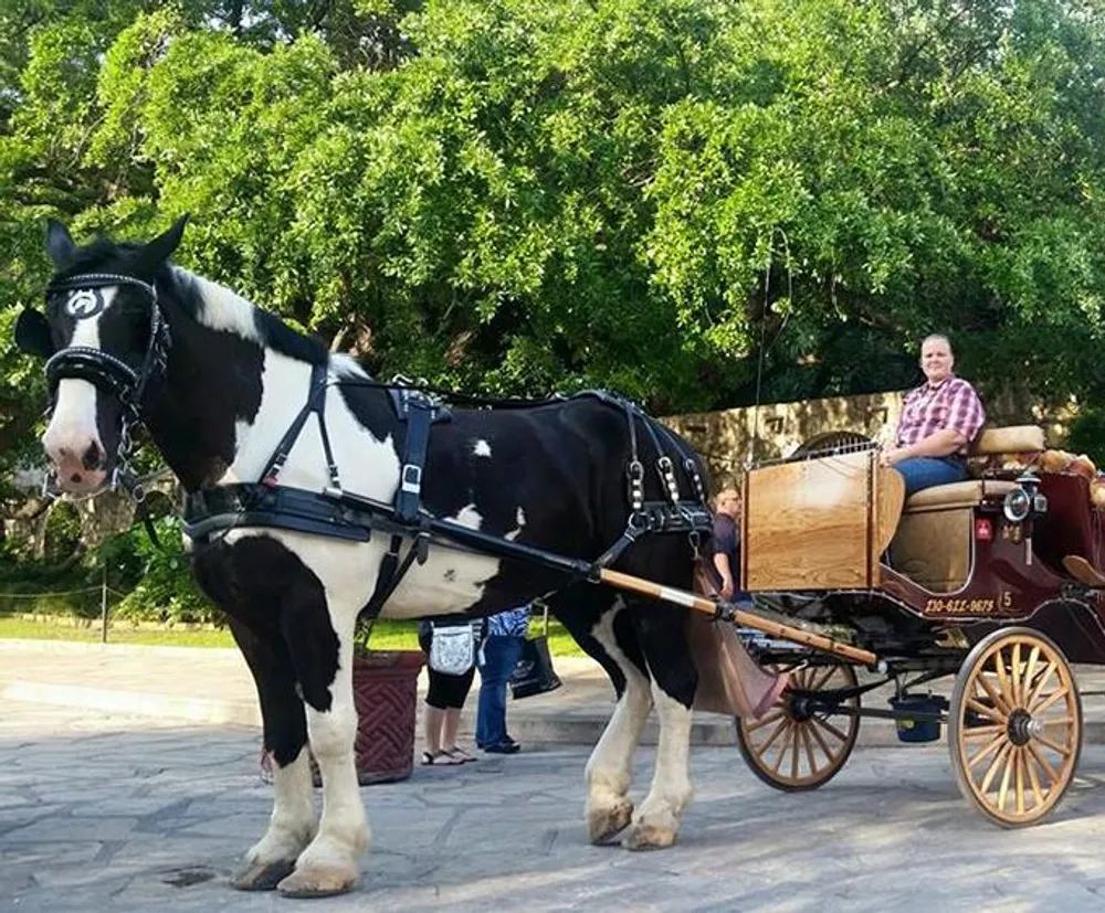 A black and white horse is harnessed to an old-fashioned carriage driven by a person sitting on the carriage with a few people in the background that appear to be tourists
