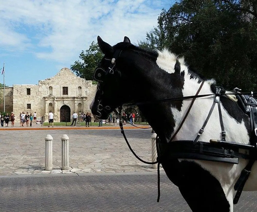 A black and white horse harnessed to a carriage is in the foreground with the historic Alamo mission building in the background where visitors are walking around