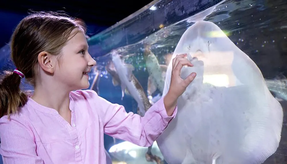 A smiling young girl is playfully interacting with a stingray through the glass of an aquarium